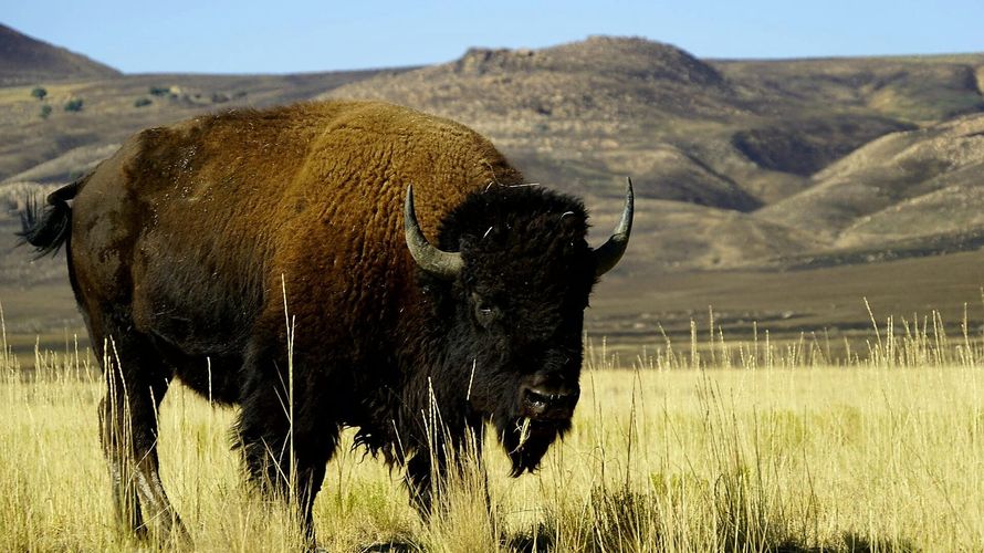 Antelope Island