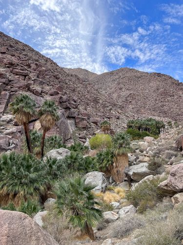 Borrego Palm Canyon