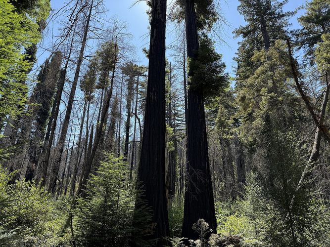 Redwood Loop Trail