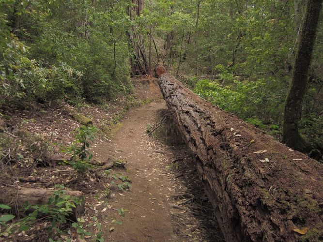 Skyline-to-the-Sea Trail