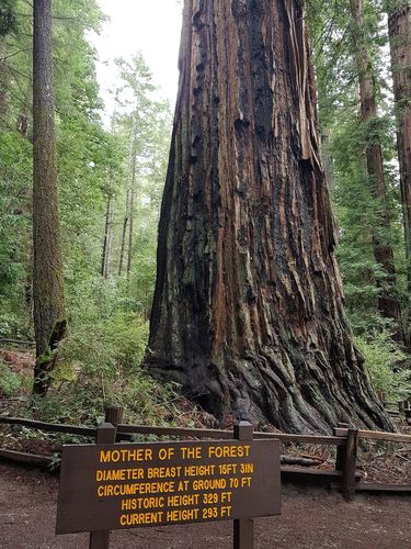 Mother of the Forest