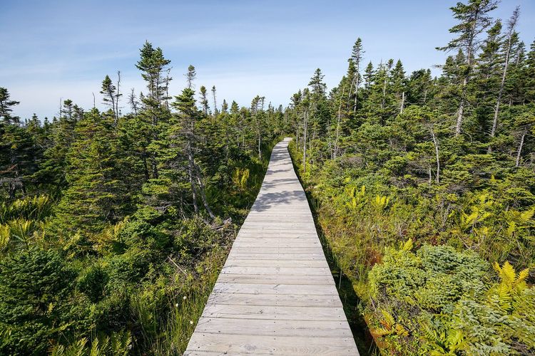 Skyline Trail