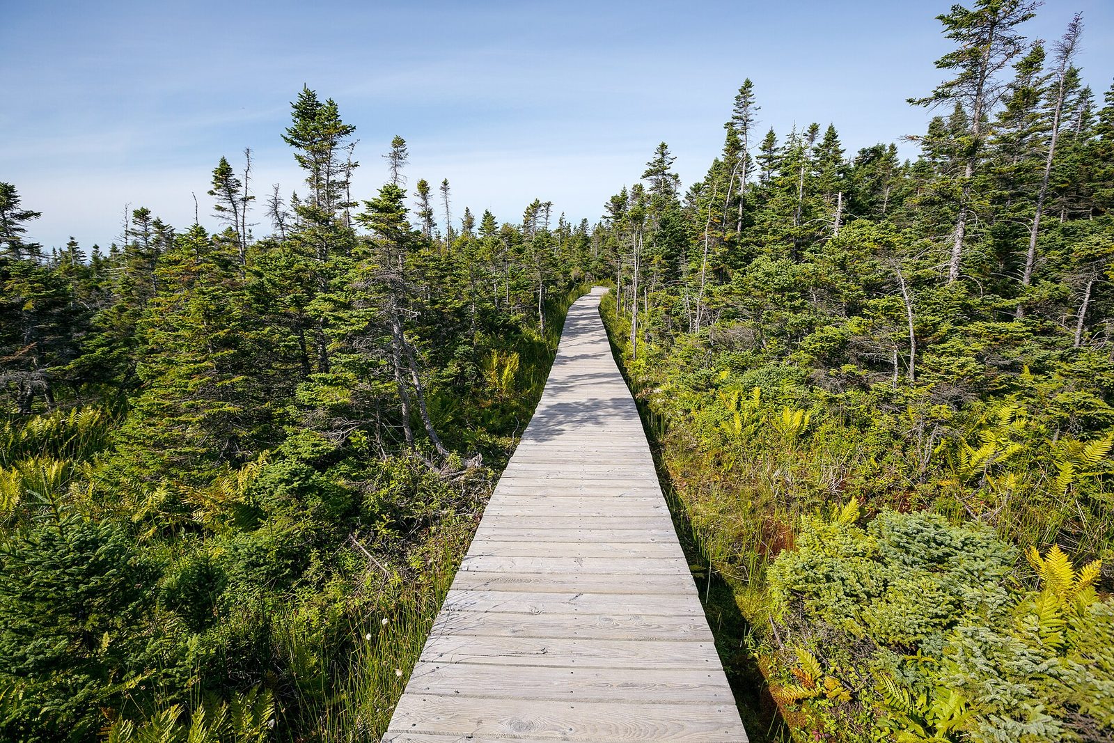 Skyline Trail