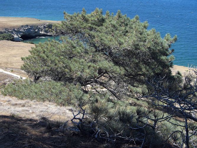 Santa Rosa Island