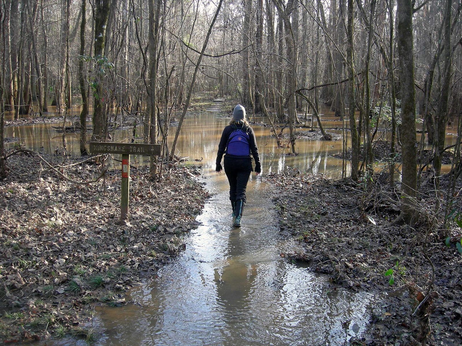 Kingsnake Trail