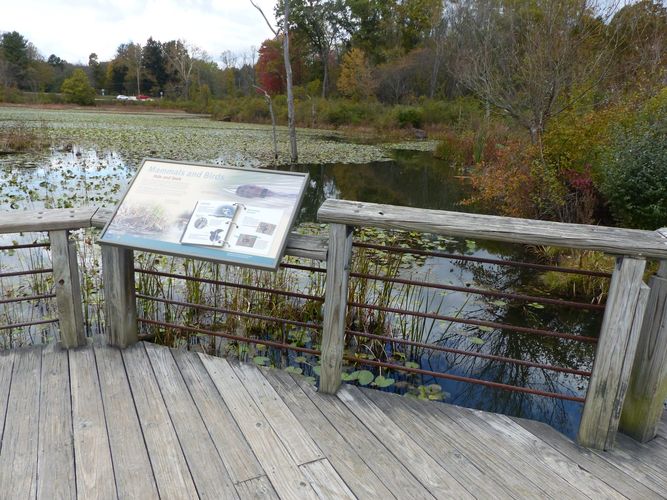 Beaver Marsh