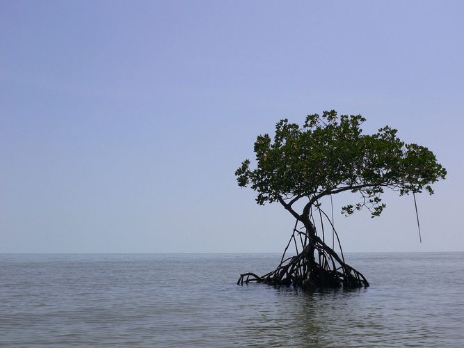 Ten Thousand Islands