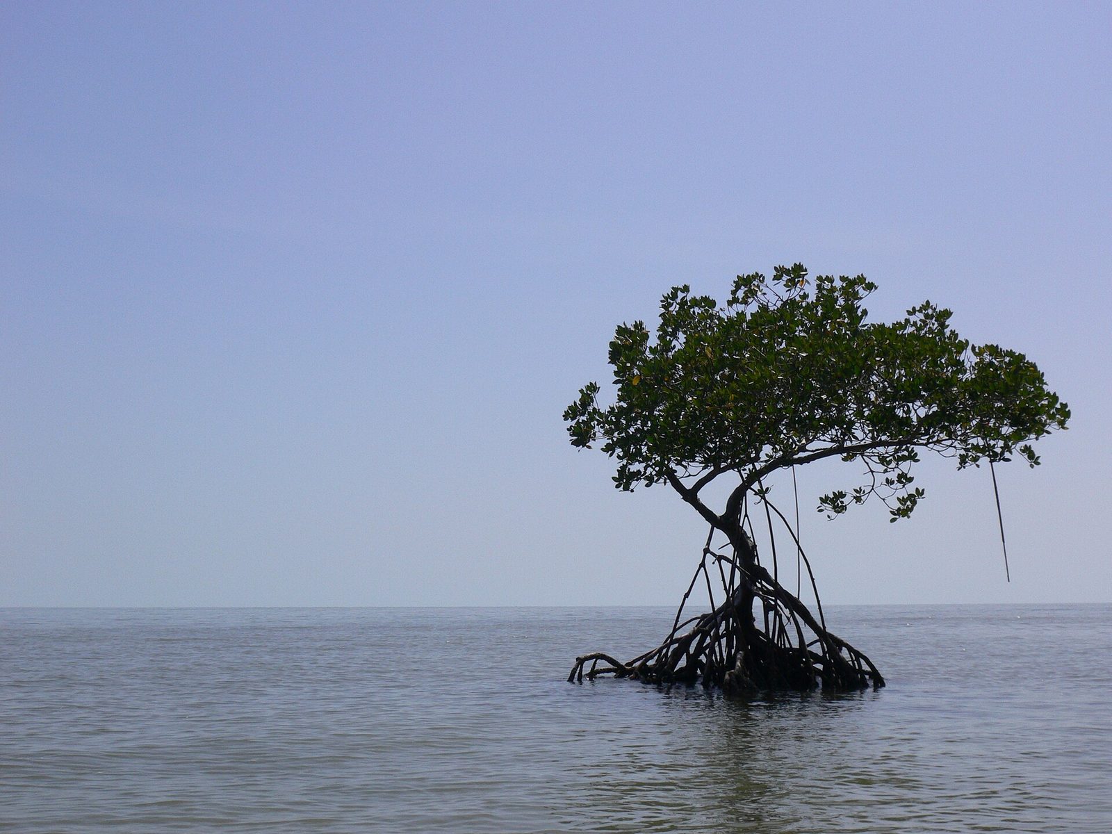 Ten Thousand Islands