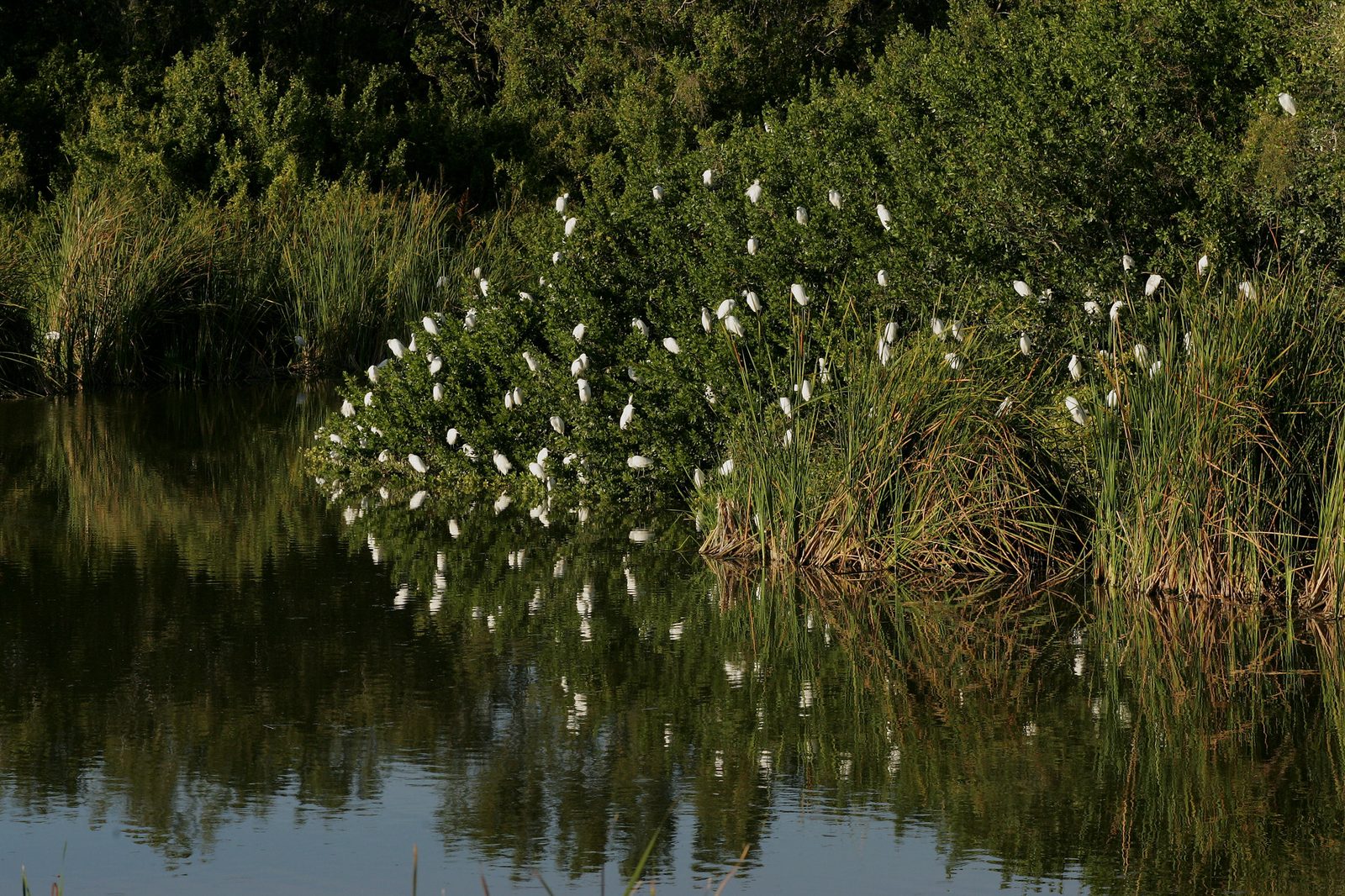 Eco Pond