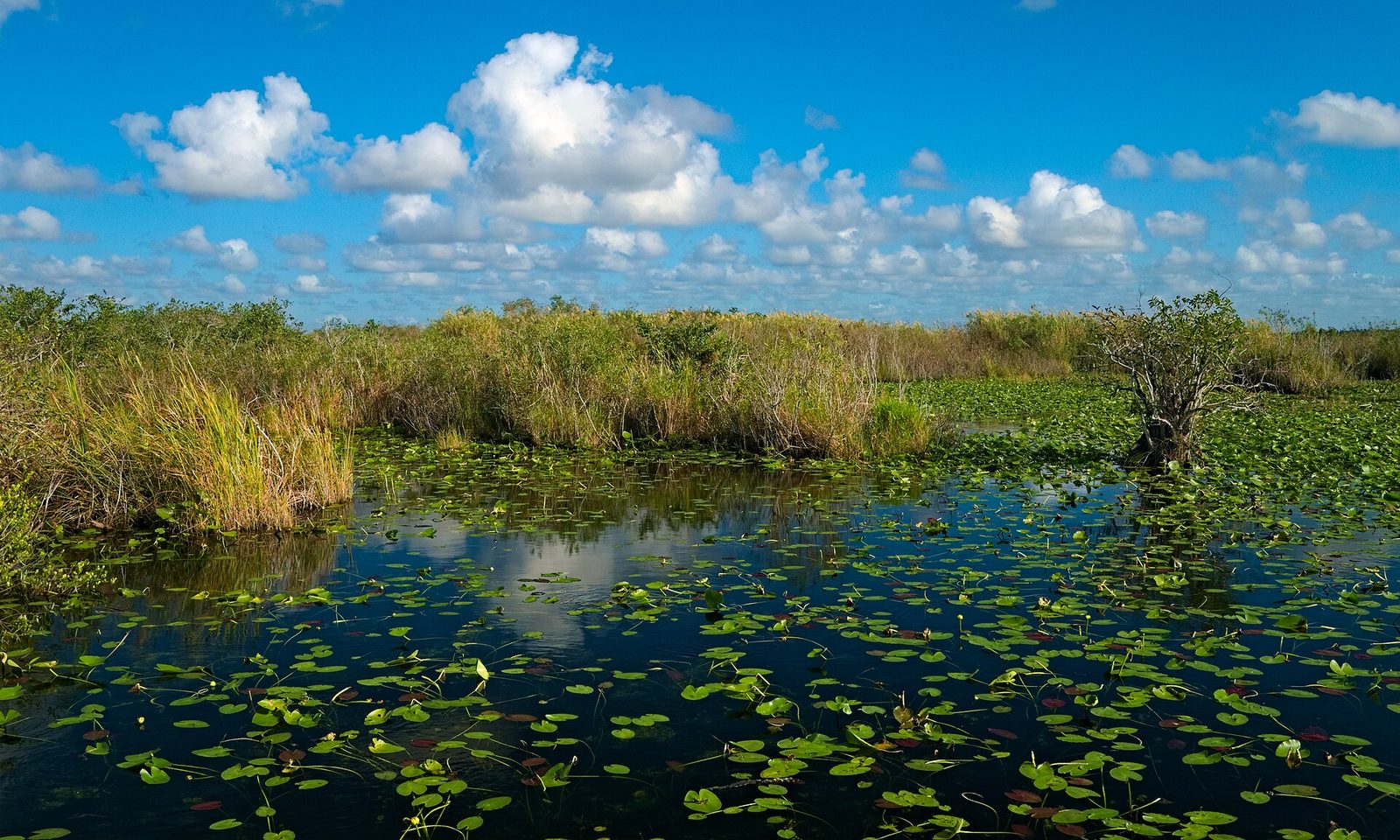Anhinga Trail