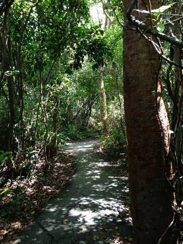 Gumbo Limbo Trail