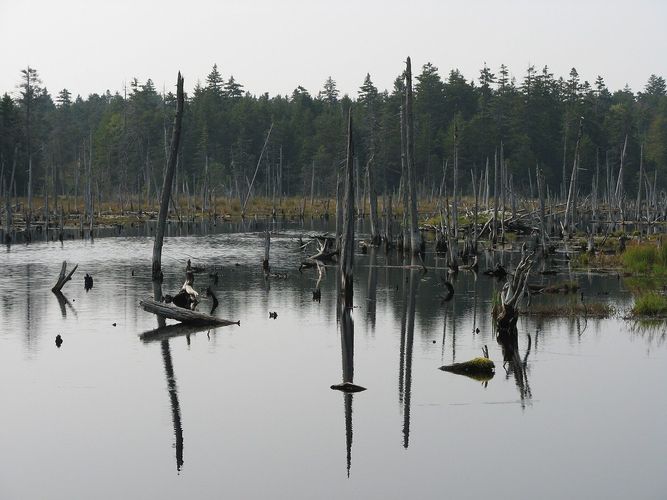Caribou Plain