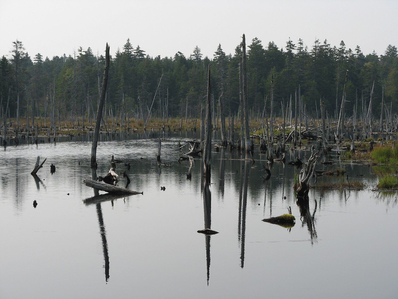 Caribou Plain