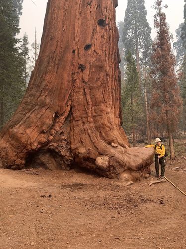 Trail of 100 Giants