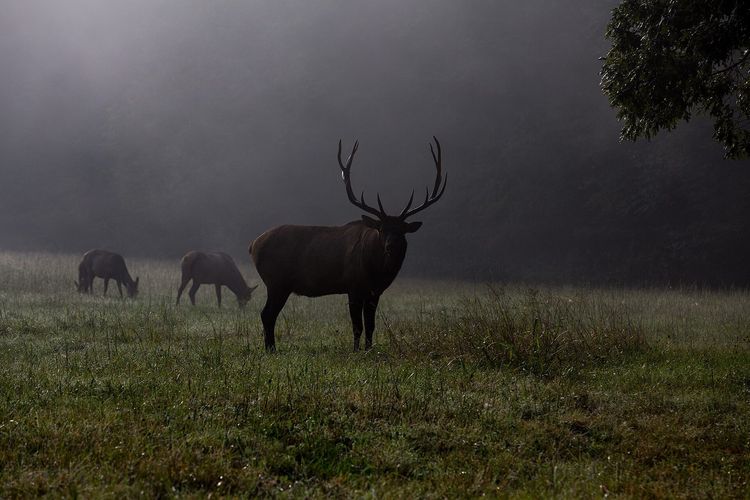 Cataloochee Valley