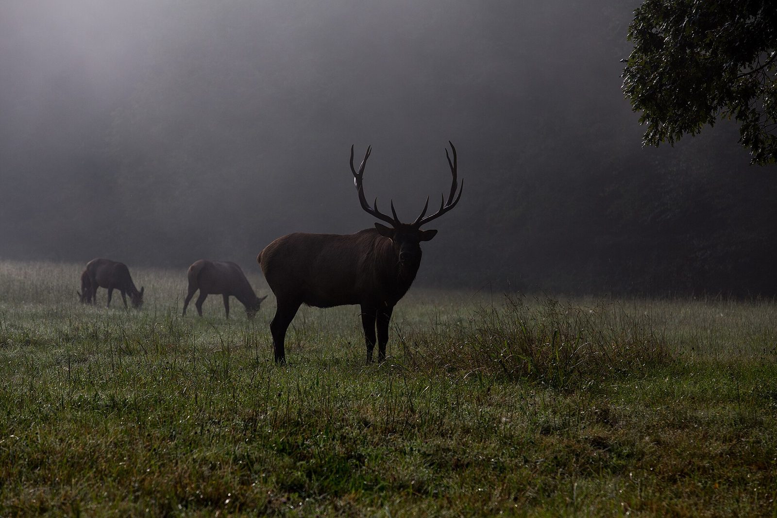 Cataloochee Valley - Elk Watching