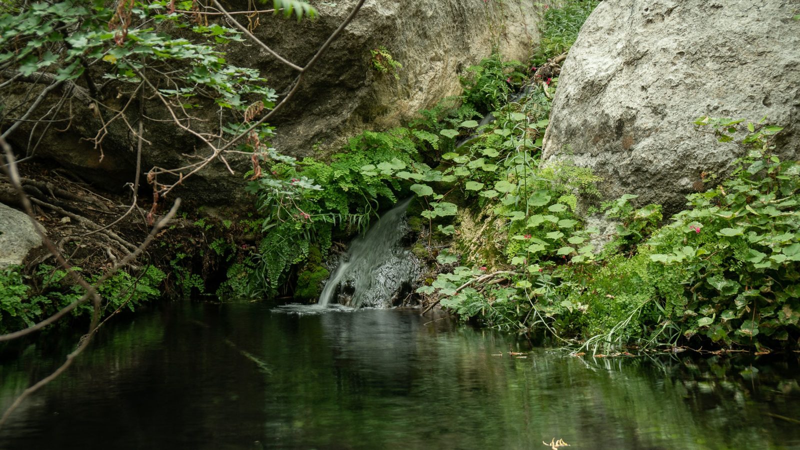 Smith Spring