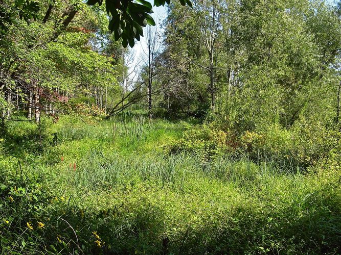 Cowles Bog