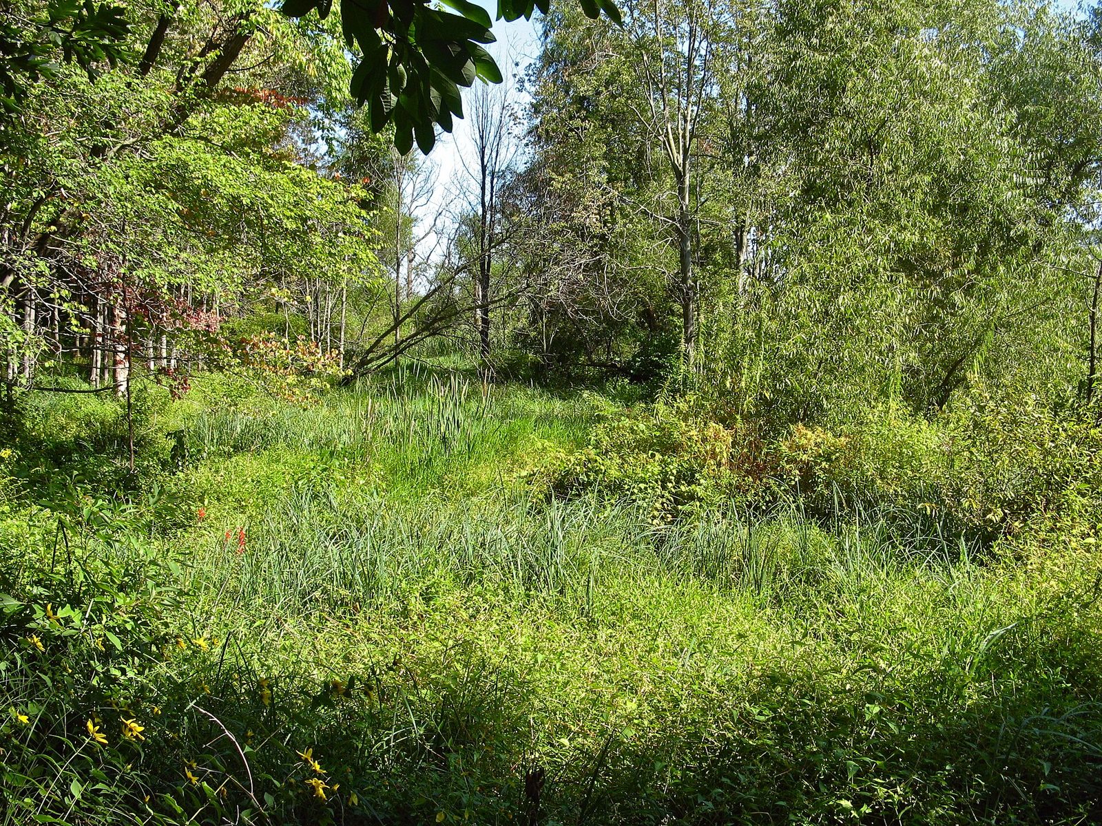 Cowles Bog Trailhead