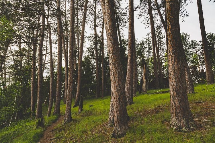 Preacher's Grove