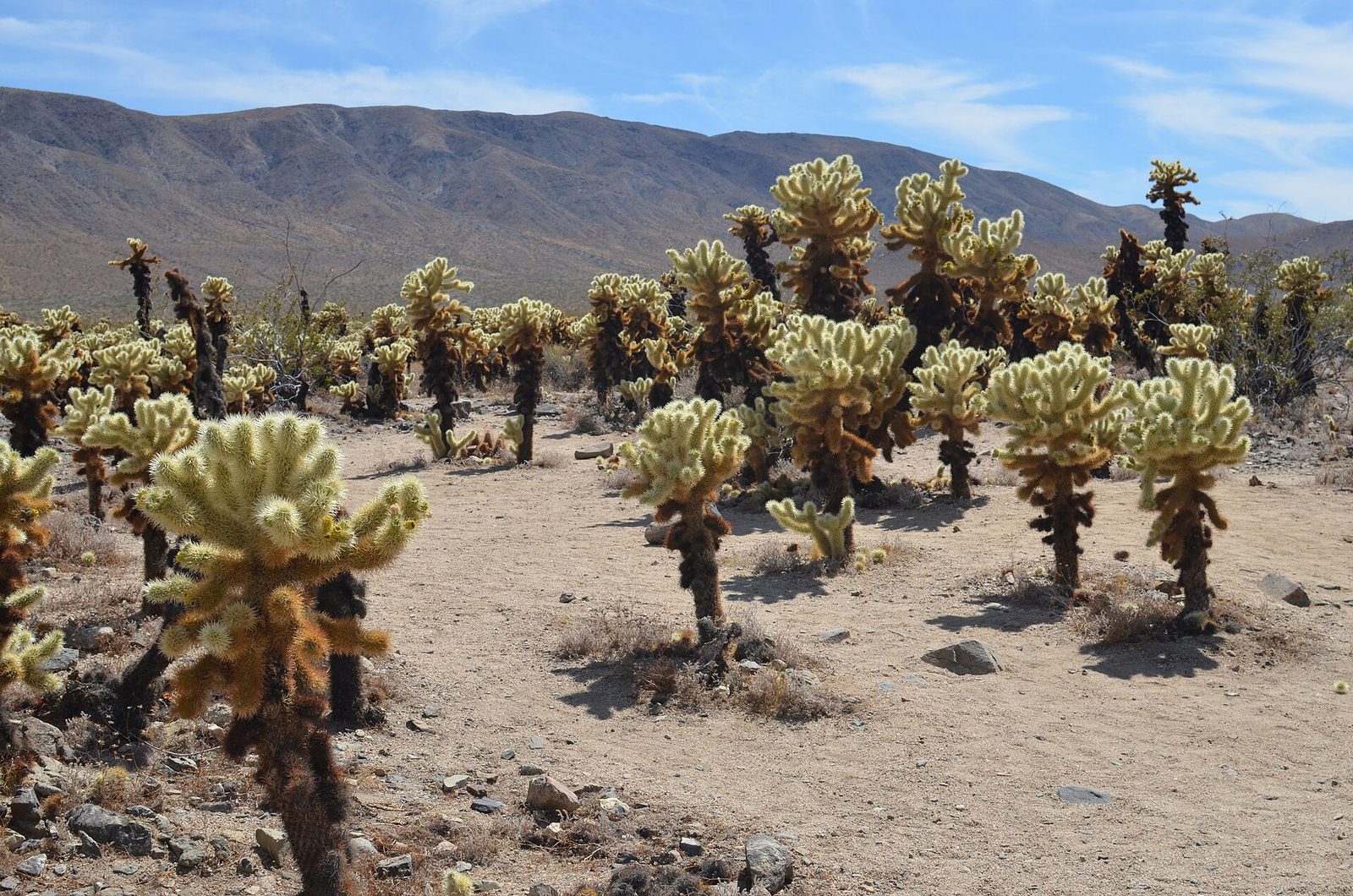 Cholla Cactus Garden