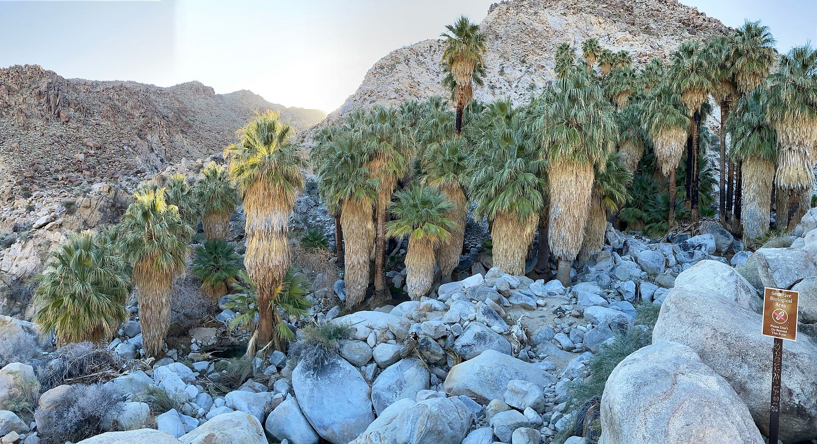 Fortynine Palms Oasis