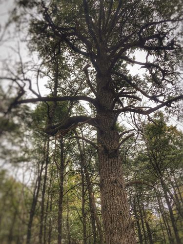 Hemlocks and Hardwoods Trail
