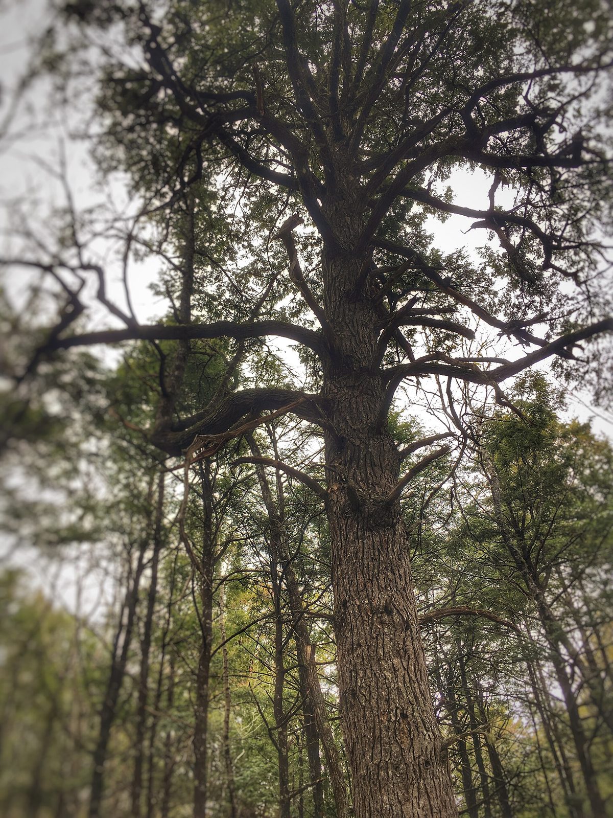 Hemlocks and Hardwoods Trail