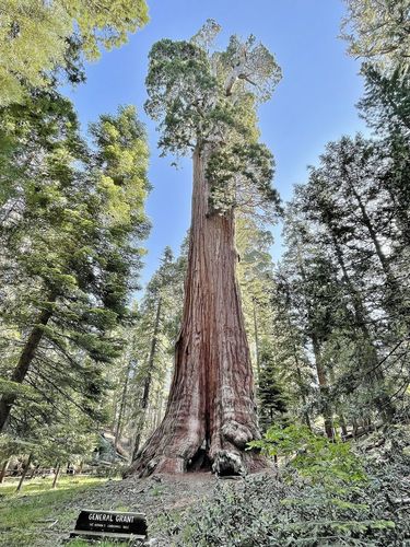 General Grant Tree