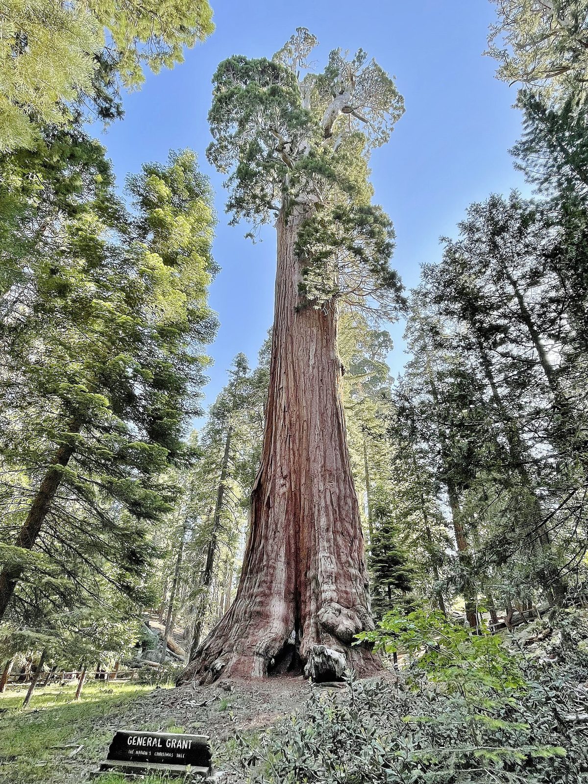 General Grant Tree