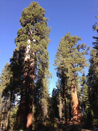 Grant Grove