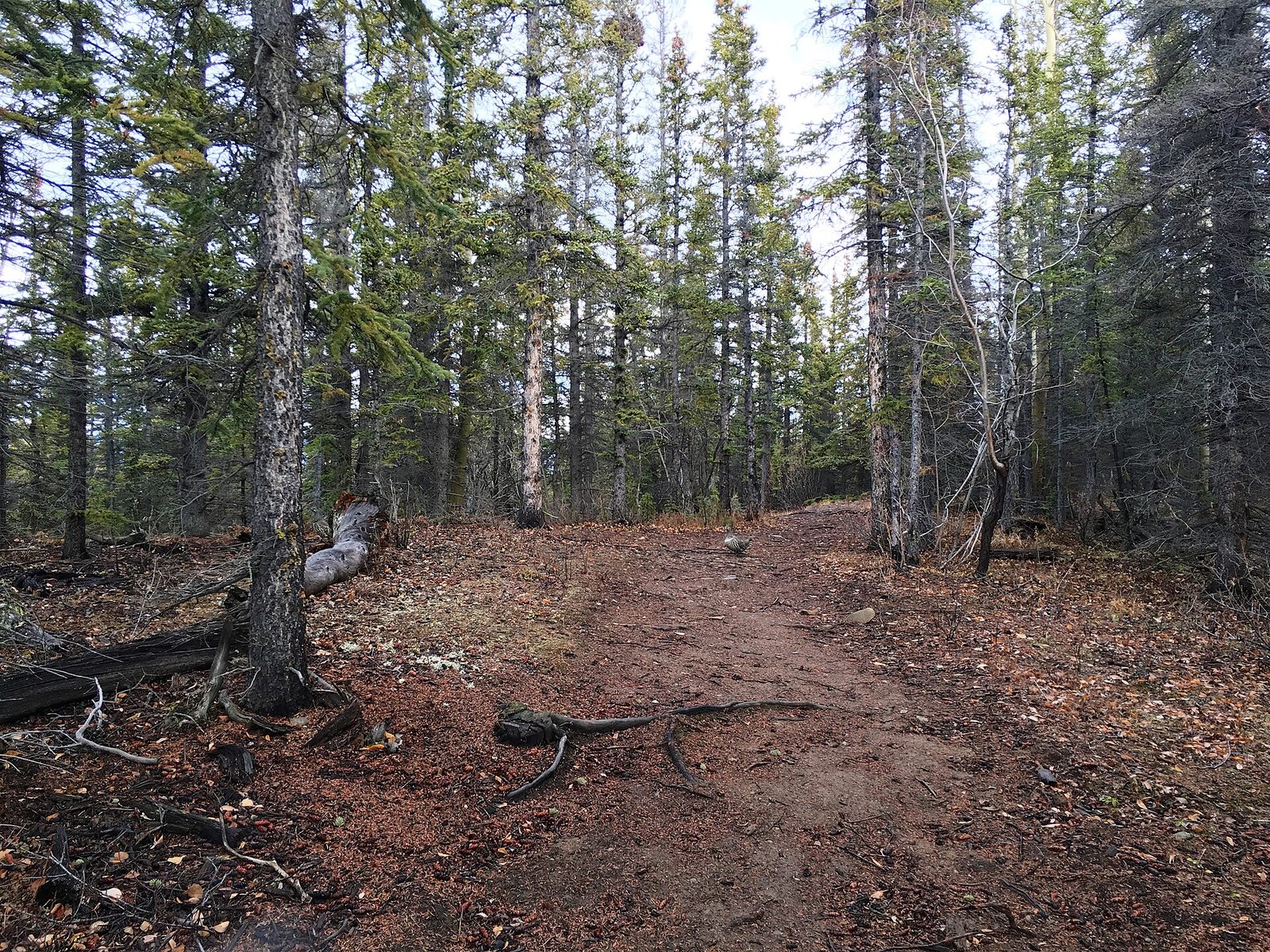 Auriol Trail