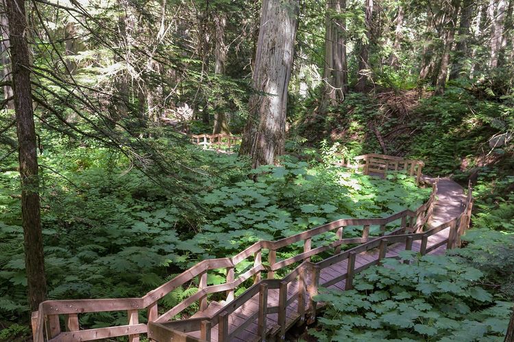 Giant Cedars Boardwalk