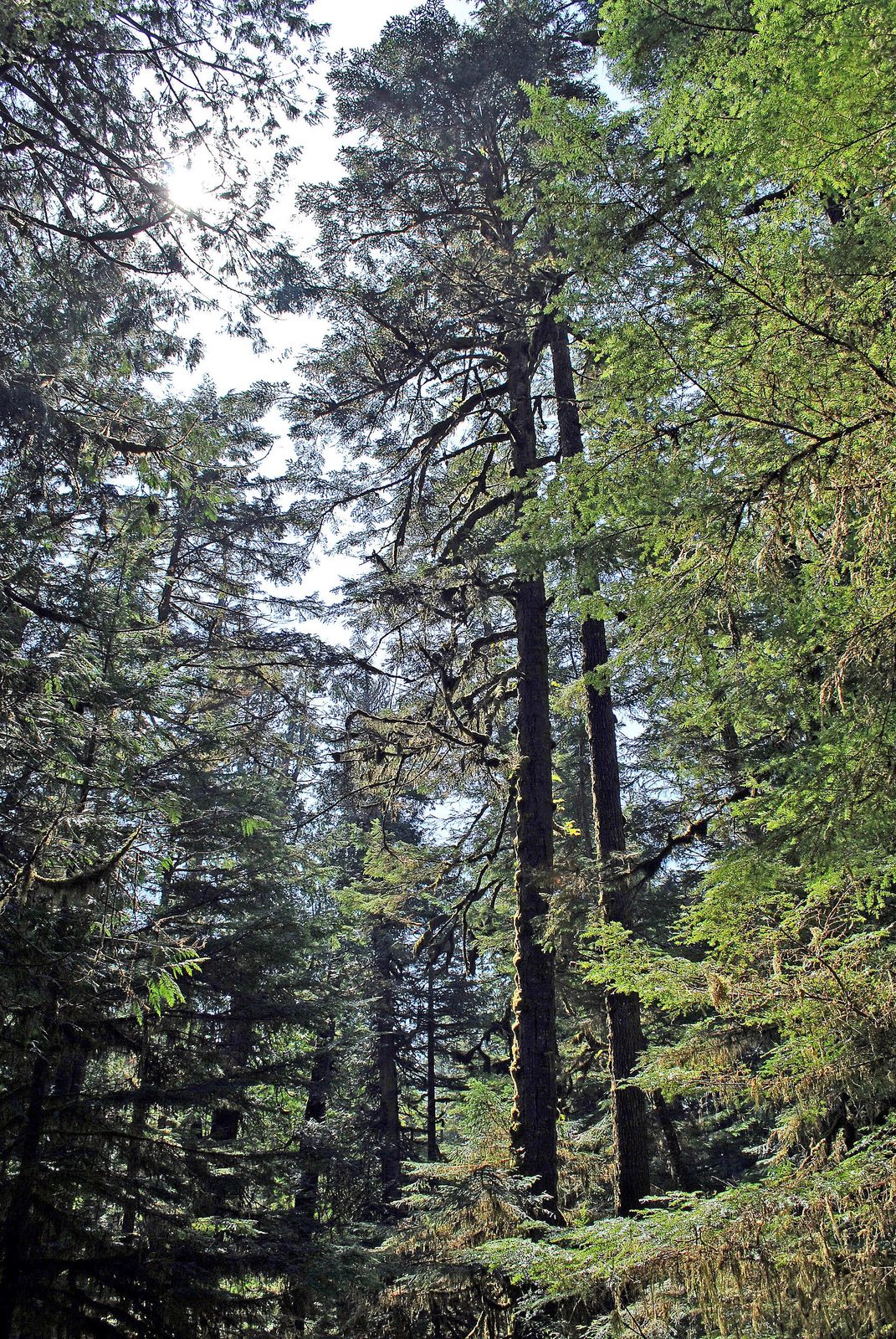 Rainforest Trail