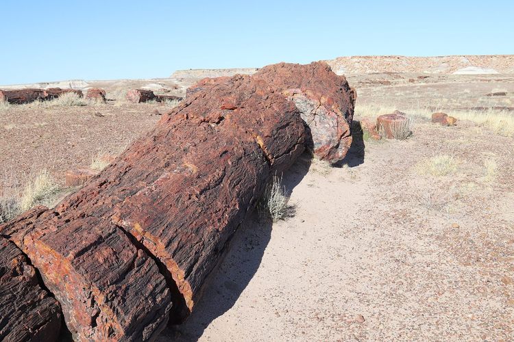 Giant Logs