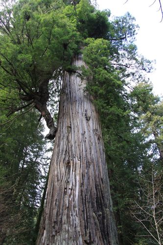 Big Tree