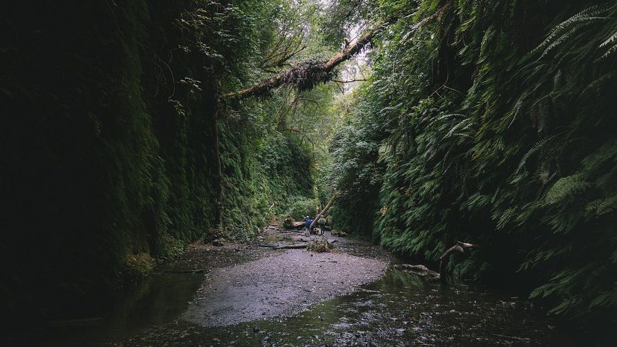 Fern Canyon