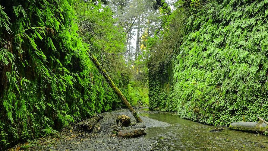 Fern Canyon