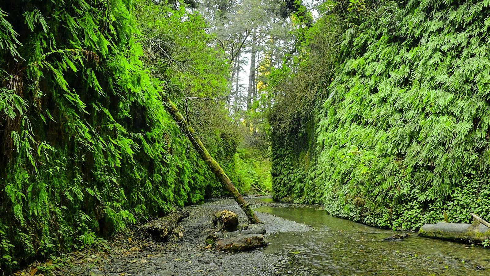 Fern Canyon