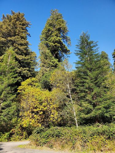 Big Tree