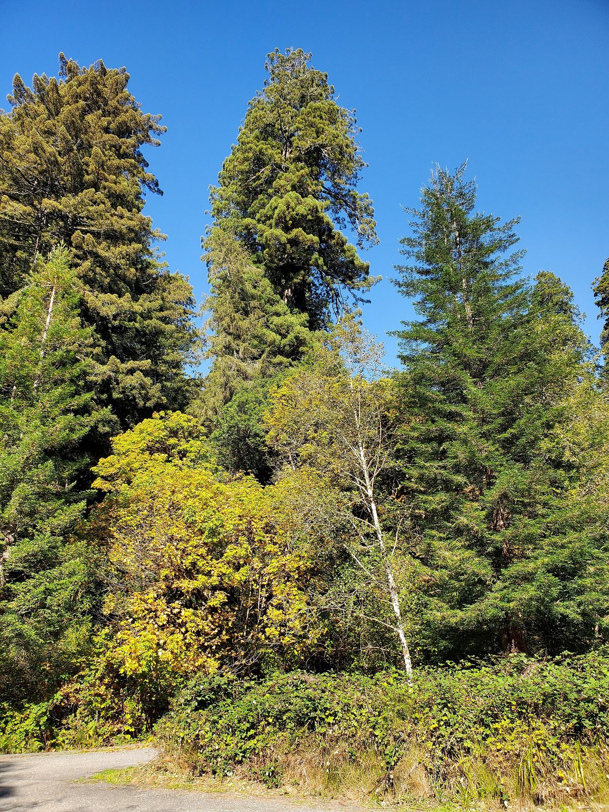 Big Tree