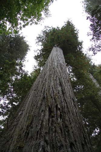 Stout Grove
