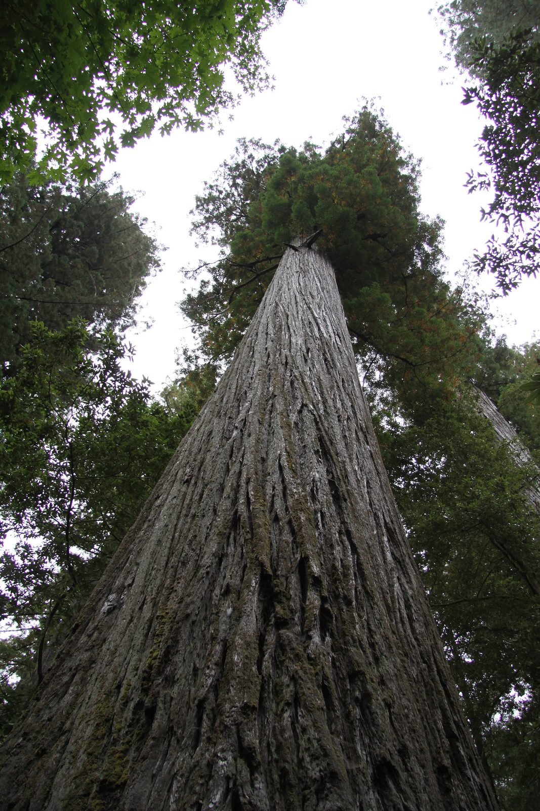 Stout Grove