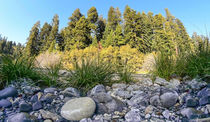 Tall Trees Grove