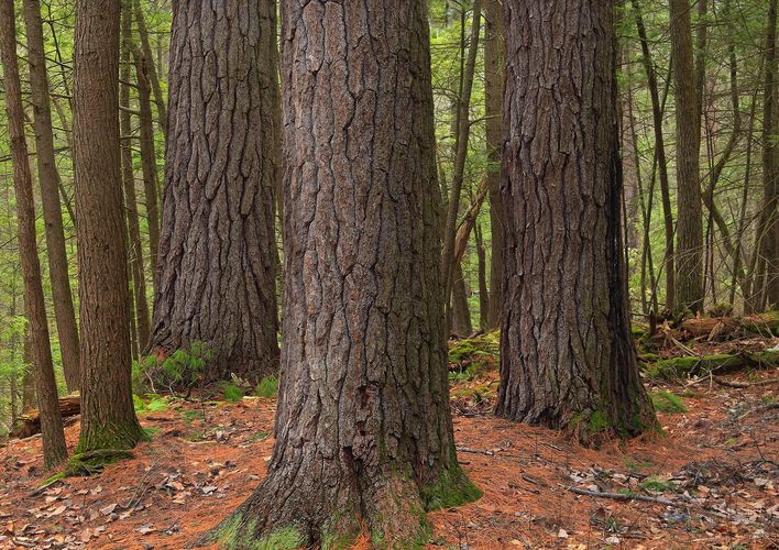 Evergreen Trail