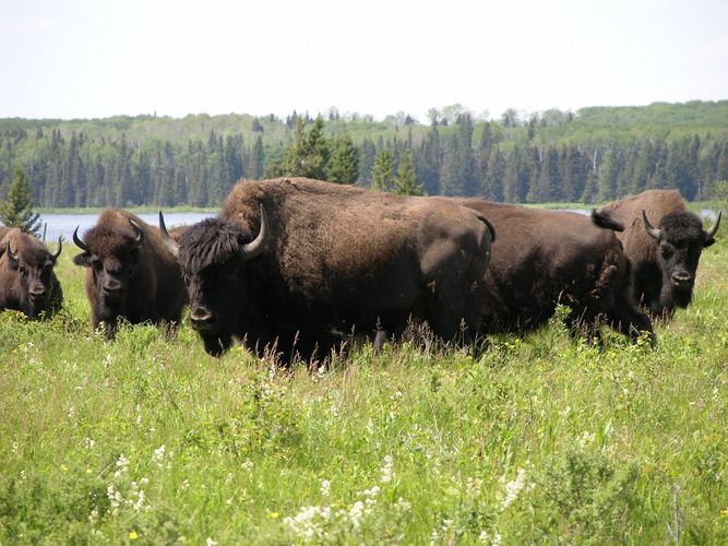 Bison at Lake Audy