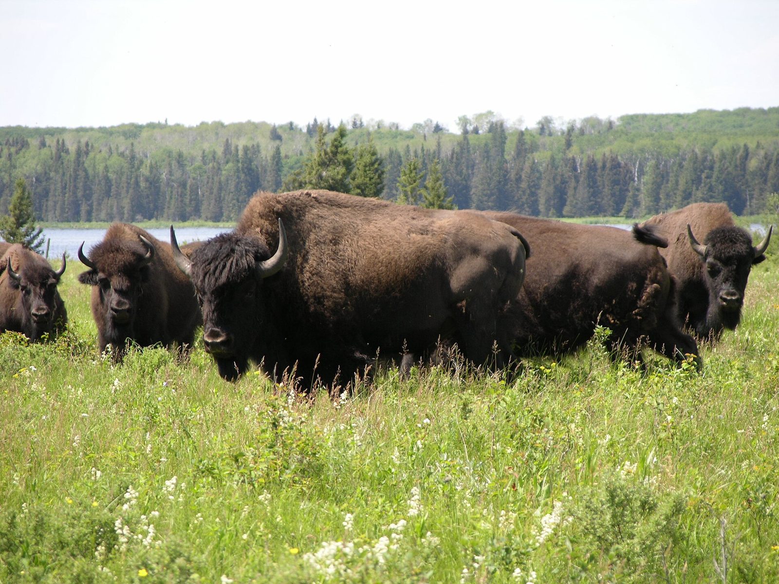 Lake Audy Bison Enclosure