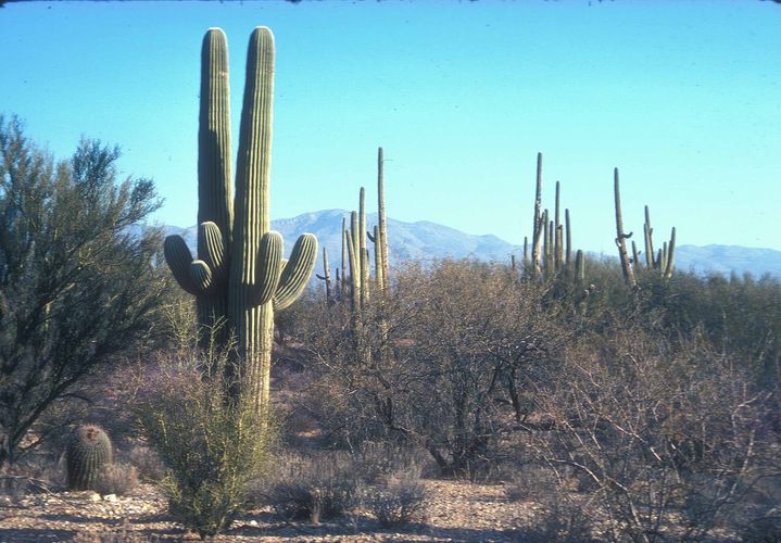 Cactus Forest Drive