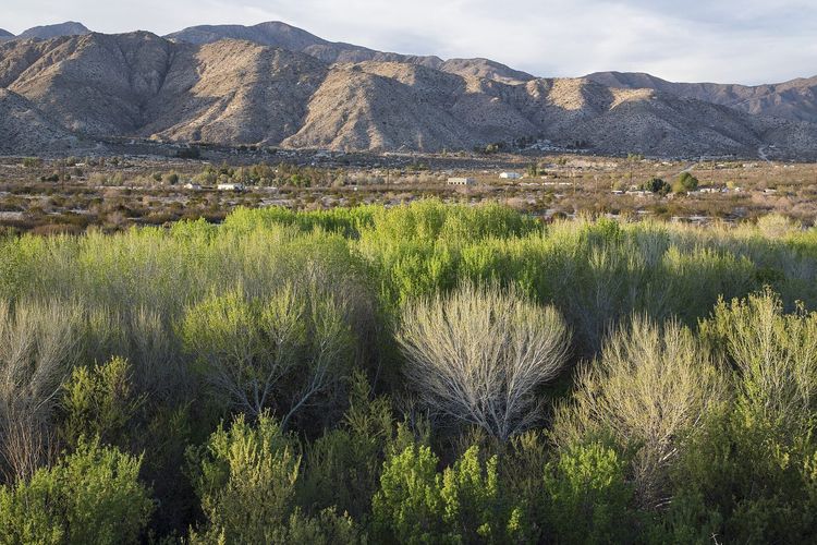 Big Morongo Canyon Preserve
