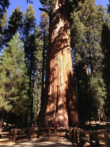General Sherman Tree